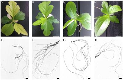 Physiological and Morphological Responses of Hydroponically Grown Pear Rootstock Under Phosphorus Treatment